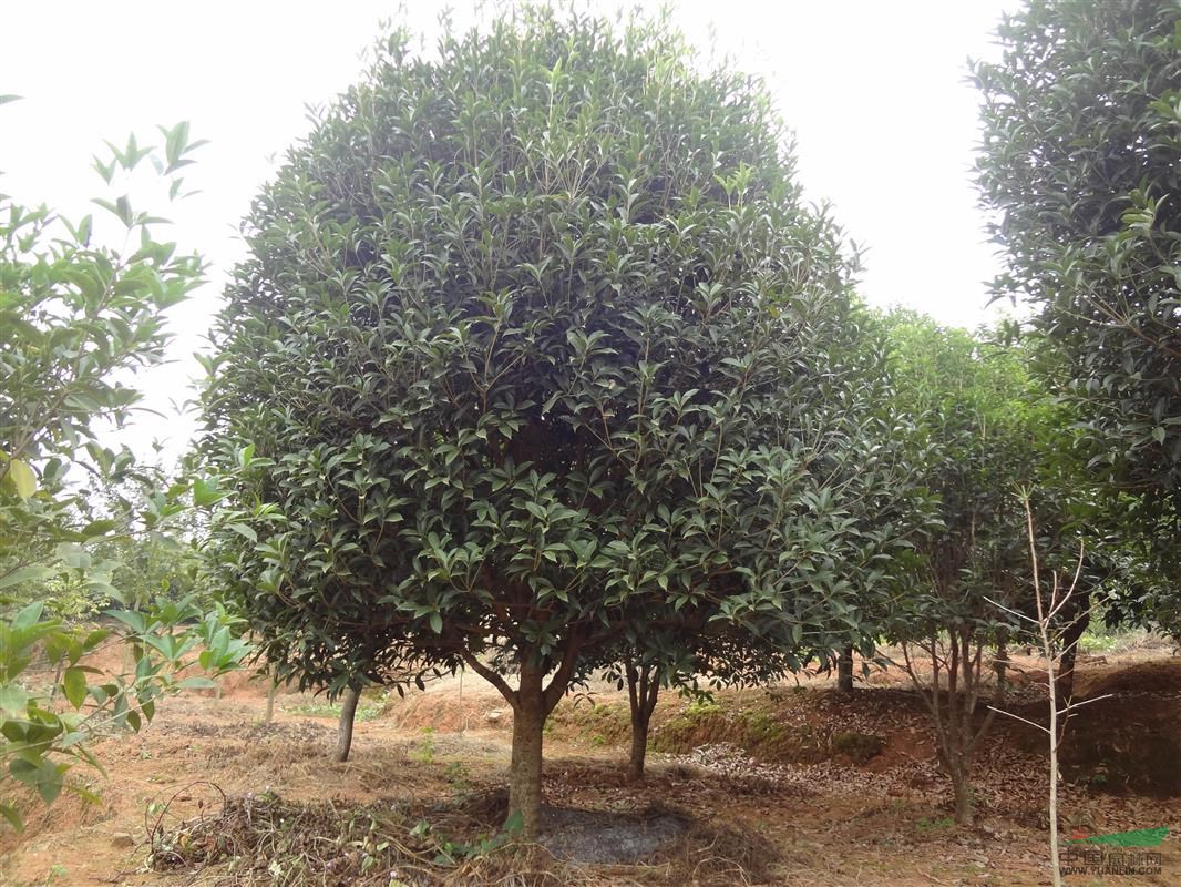 供应桂花树18-22公分米径