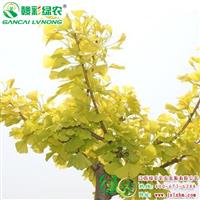 金葉銀杏 銀杏小苗圖片 金葉銀杏價(jià)格 優(yōu)良庭院樹(shù) 江西綠農