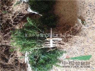 曼地亞紅豆杉小苗，紅豆杉小苗，紅火箭紫薇小苗