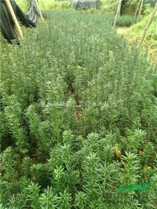 曼地亞紅豆杉小苗，紅豆杉小苗，紅火箭紫薇小苗