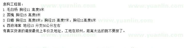 求購毛白楊、國槐、白蠟等