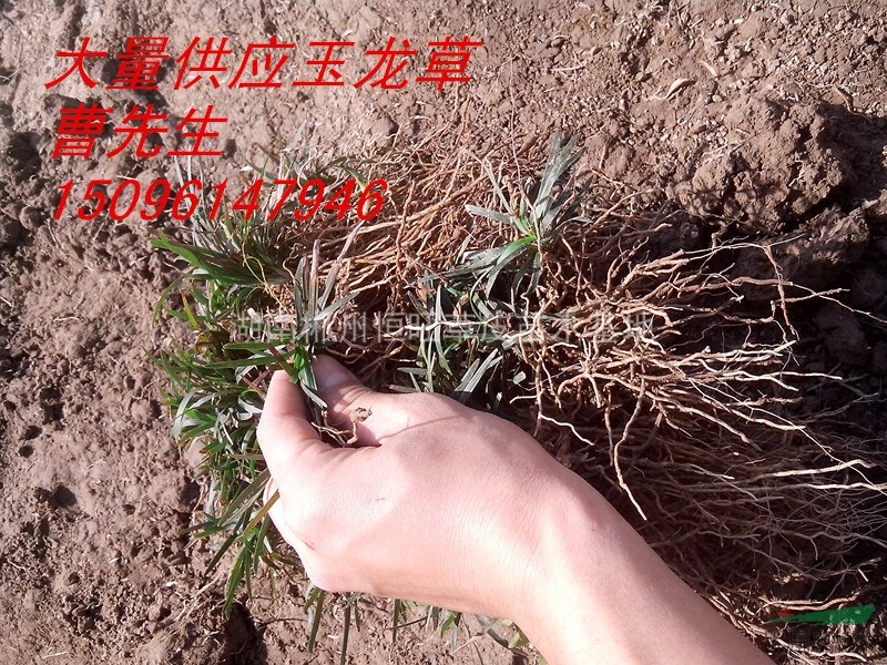 玉龍草，玉龍草價格，玉龍草直銷基地