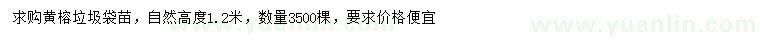 求購高1.2米黃榕