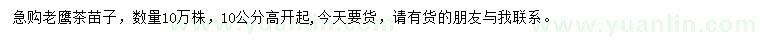 求購(gòu)老鷹茶苗