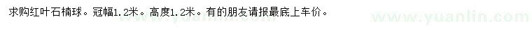 求購高1.2米紅葉石楠球