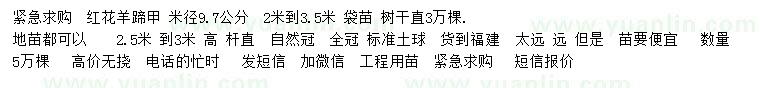求購米徑9.7公分紅花羊蹄甲