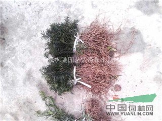 40萬曼地亞紅豆杉苗處理
