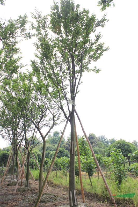 皂角 供應(yīng)成都皂角 皂角價(jià)格 皂角工程苗
