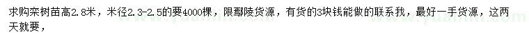 求購高2.8米欒樹