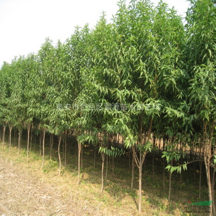 大量龍柱碧桃苗批發，四公分龍珠碧桃價格，處理龍柱碧桃樹苗
