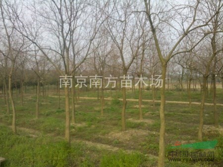 無(wú)患子價(jià)格、無(wú)患子現(xiàn)在的價(jià)格、無(wú)患子今年的價(jià)格。