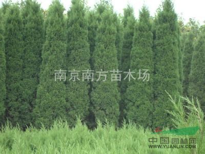 無(wú)患子價(jià)格、無(wú)患子現(xiàn)在的價(jià)格、無(wú)患子今年的價(jià)格。