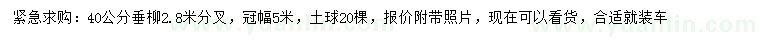 求購40公分垂柳