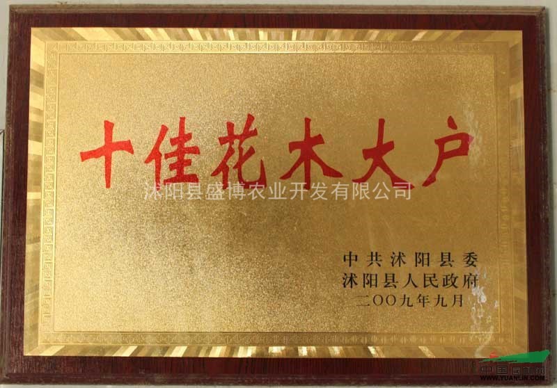 2014年大葉黃楊價格 大葉黃楊報價