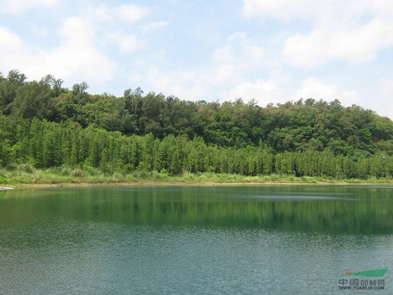 水杉價(jià)格，水杉種植基地，水杉最新行情