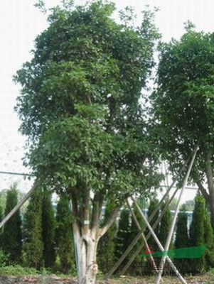 榔榆價(jià)格，榔榆種植基地，榔榆最新行情