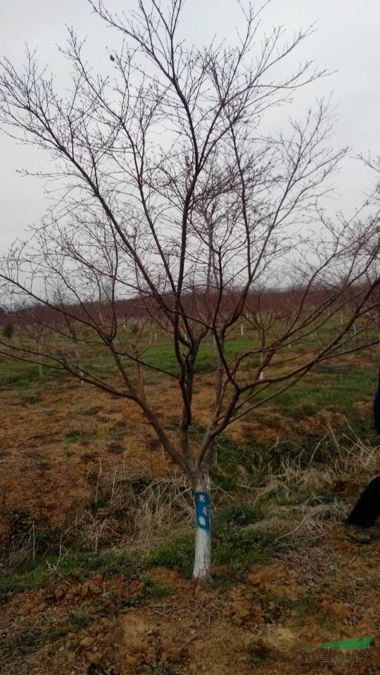 日本紅楓價格，日本紅楓種植基地，日本紅楓最新行情