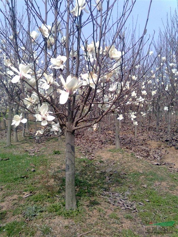白玉蘭價(jià)格，白玉蘭種植基地，白玉蘭最新行情