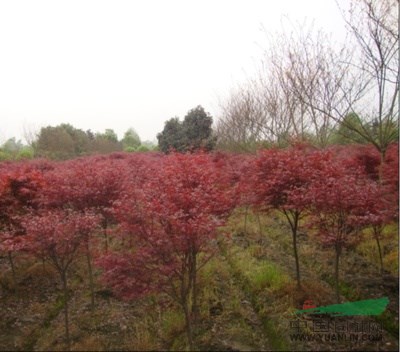 美國紅楓價格，美國紅楓種植基地，美國紅楓最新行情