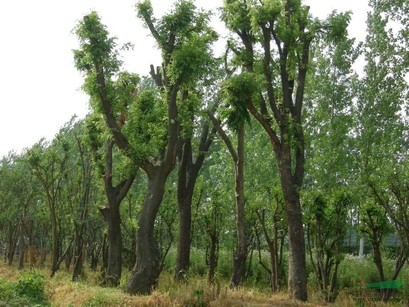 皂角價(jià)格，皂角種植基地，皂角最新行情