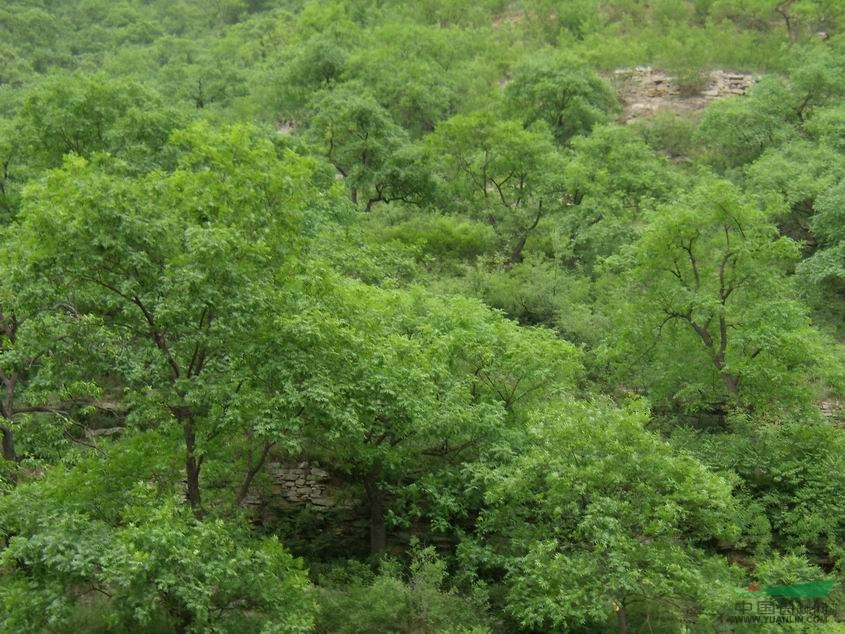 黃連木，黃連木價(jià)格，南京黃連木