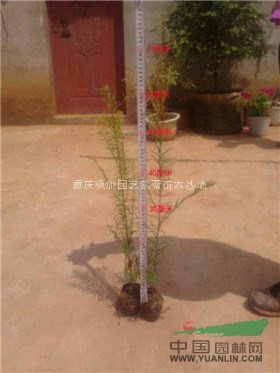 供應(yīng)紅豆杉\重慶紅豆杉小苗\四川紅豆杉小苗