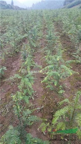 供應(yīng)紅豆杉\重慶紅豆杉小苗\四川紅豆杉小苗