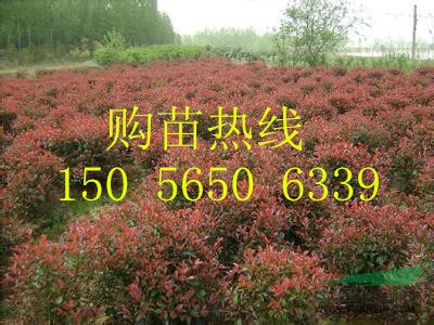 紅葉石楠 安徽紅葉石楠 紅葉石楠價格