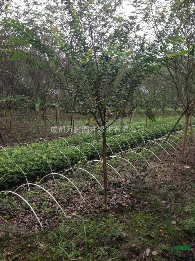紫薇樹 供應紫薇 成都紅花紫薇  紫薇價格 萬樹園林售