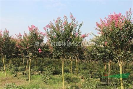 紫薇樹 供應紫薇 成都紅花紫薇  紫薇價格 萬樹園林售