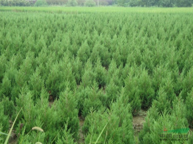 蜀檜價格，蜀檜種植基地，蜀檜最新行情