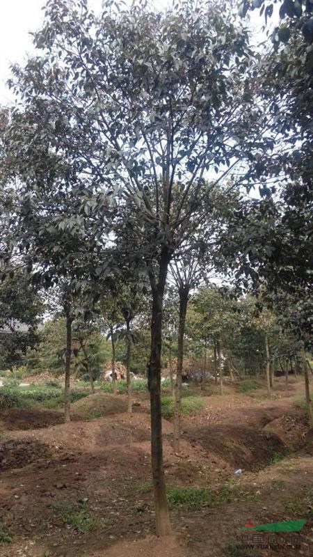 大葉女貞價格，大葉女貞種植基地，大葉女貞最新行情