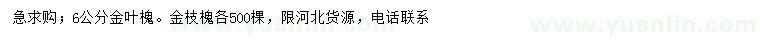 求購6公分金葉槐、金枝槐