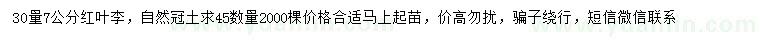 求購30量7公分紅葉李