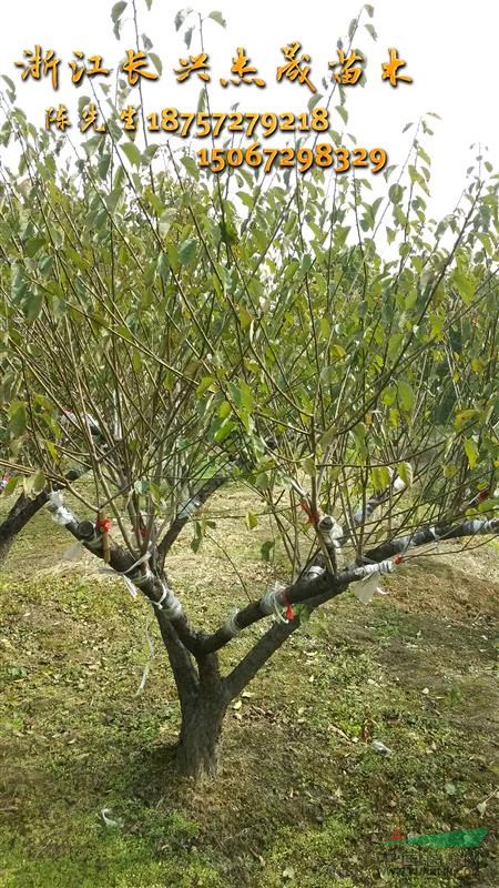 長興紅梅|精品紅梅種植基地\金葉山梅花