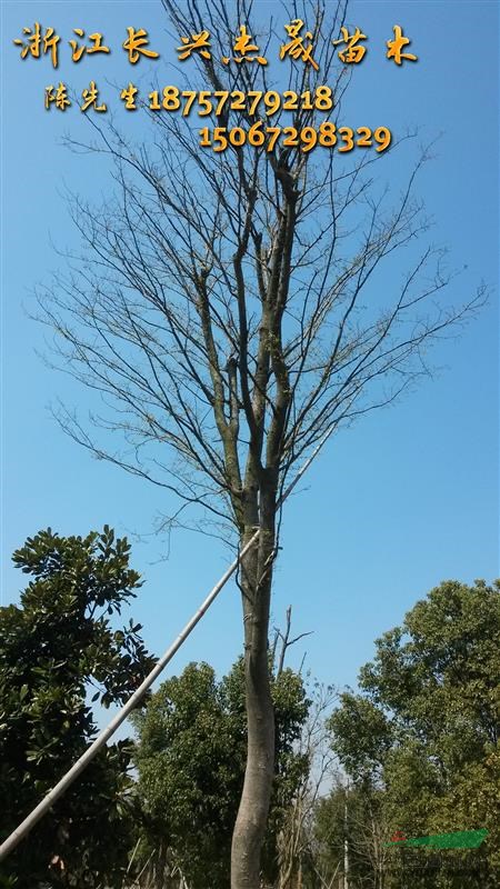 長興櫸樹批發(fā)供應商|浙江櫸樹|精品櫸樹供應商