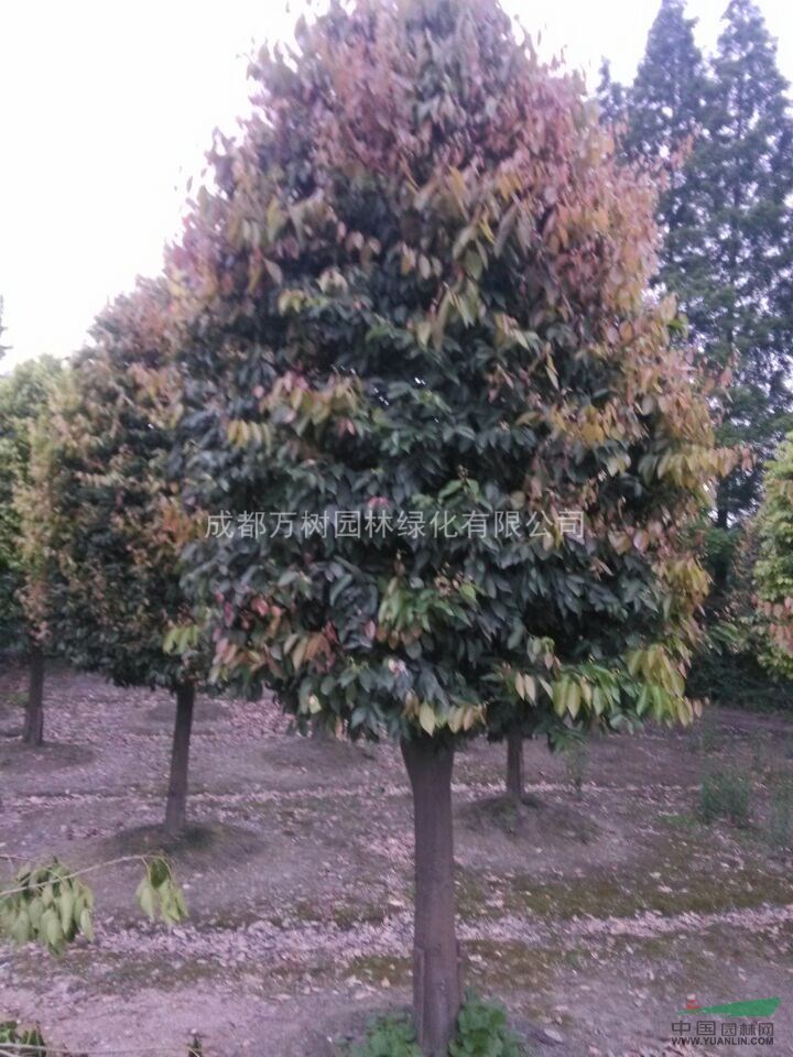 天竺桂 供應(yīng)成都天竺桂  精品好樹形  天竺桂價格