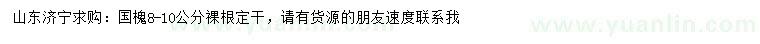 求購8-10公分國槐