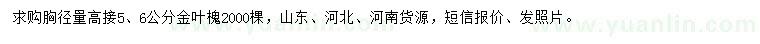 求購(gòu)胸徑5、6公分金葉槐