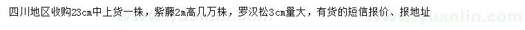 求購23公分紫藤、羅漢松