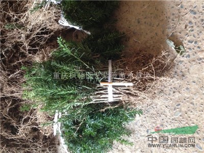 曼地亞紅豆杉小苗|重慶紅豆杉小苗