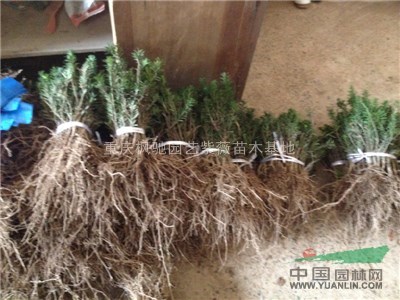 曼地亞紅豆杉小苗|重慶紅豆杉小苗