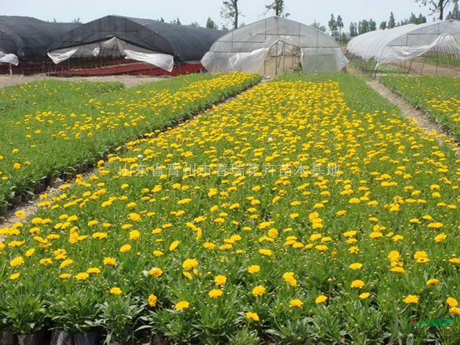 青州金雞菊|求購(gòu)青州金雞菊小苗|山東金雞菊|青州金雞菊價(jià)格