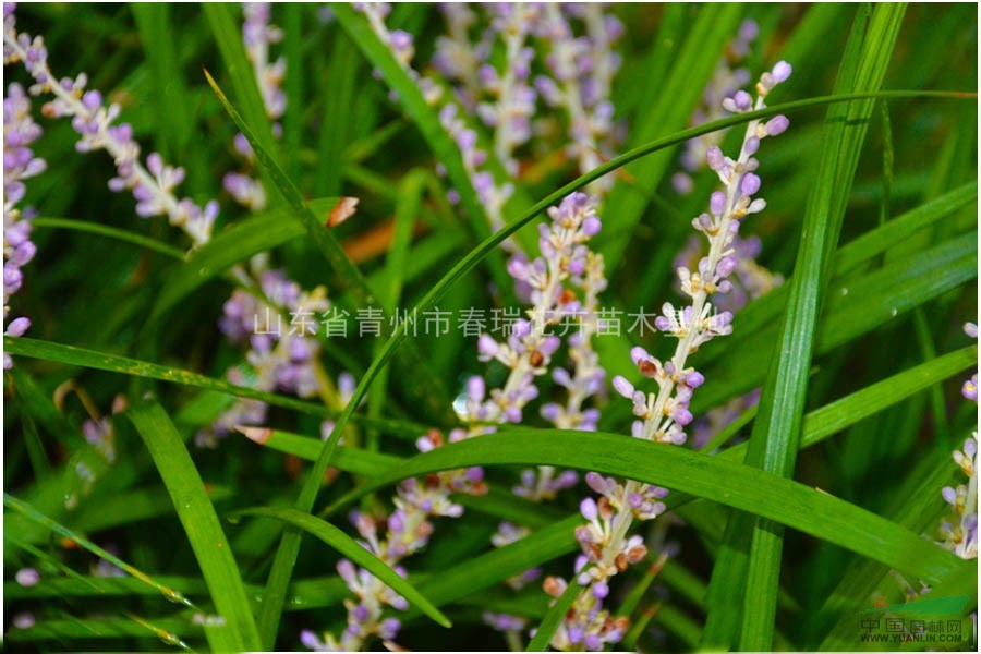 青州馬蘭花|求購青州上盆馬蘭|山東上盆馬蘭價格|青州馬蘭小苗