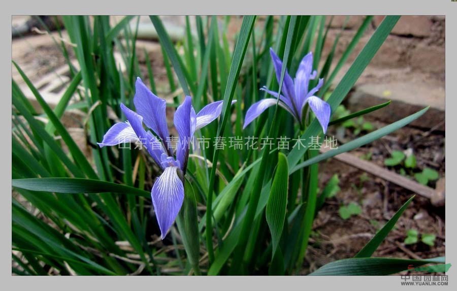 青州馬蘭花|求購青州上盆馬蘭|山東上盆馬蘭價格|青州馬蘭小苗