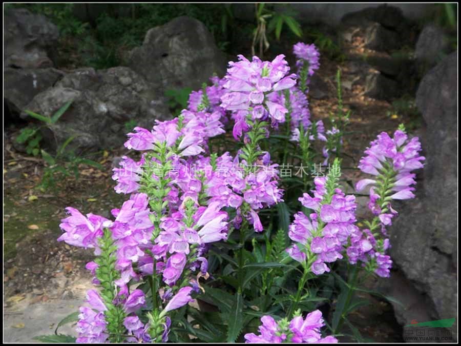 青州假龍頭花|山東宿根草花假龍頭|求購青州假龍頭|青州假龍頭