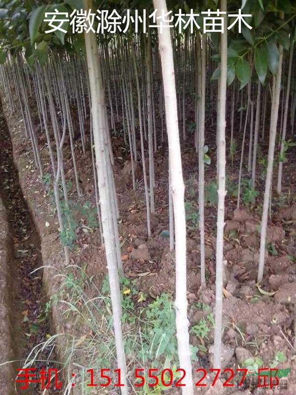 大葉女貞 大量供應(yīng)小規(guī)格大葉女貞