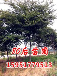 櫸樹價格報價現(xiàn)在多少錢一棵？