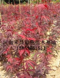 歐洲紅楓小苗|優(yōu)質(zhì)歐洲紅楓供應(yīng)商|北京歐洲紅楓小苗