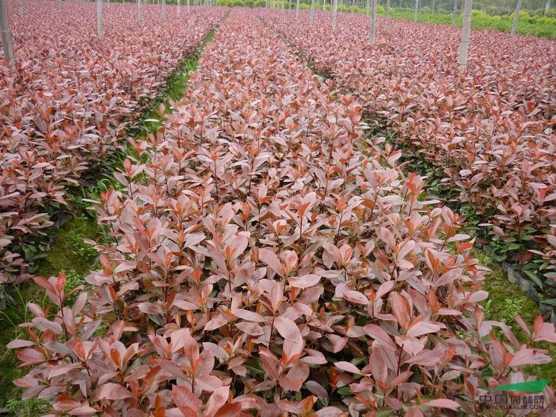獨桿紅葉石楠價格報價信息